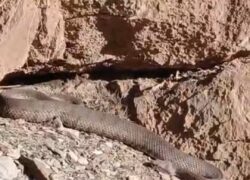 مارها کم‌کم از خواب زمستانی خارج شده‌اند.   