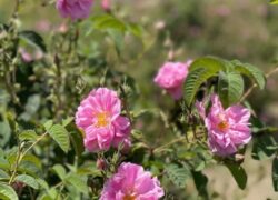 نطنز بار دیگر با رایحه گل محمدی و رنگ هنر در قلب ایران درخشید