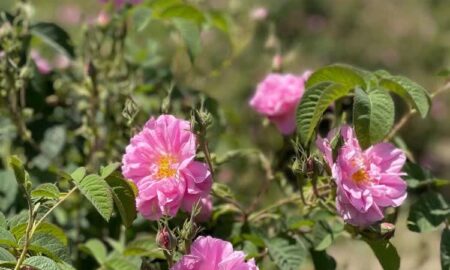 نطنز بار دیگر با رایحه گل محمدی و رنگ هنر در قلب ایران درخشید
