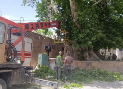 نجات چنار کهن‌سال طرقرود با اقدام جهادی و مشارکت همگانی