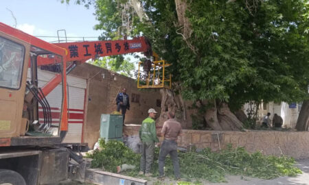 نجات چنار کهن‌سال طرقرود با اقدام جهادی و مشارکت همگانی